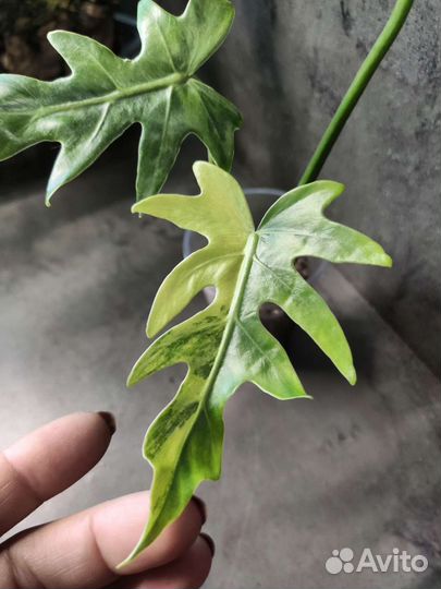 Филодендрон,монстера