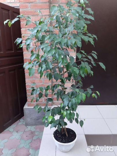 Фикус бенджамина большой