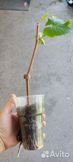 Саженцы винограда Айтаска