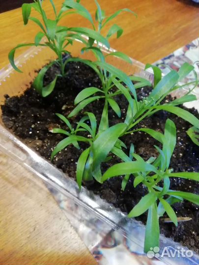 Алисум, традесканция мелколистная