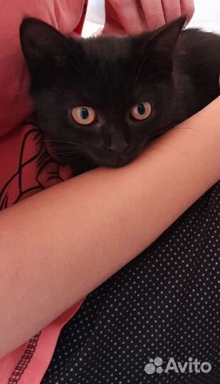 Кошка в дар