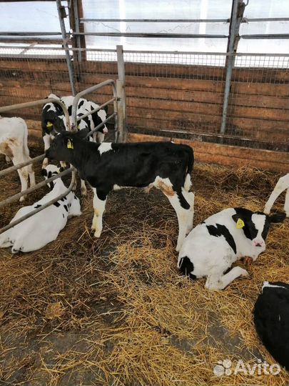 Крс на откорм, бычки