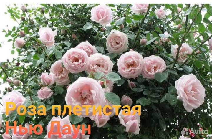 Роза плетистая