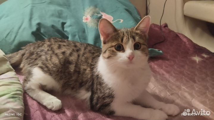 Отдам котенка в добрые руки