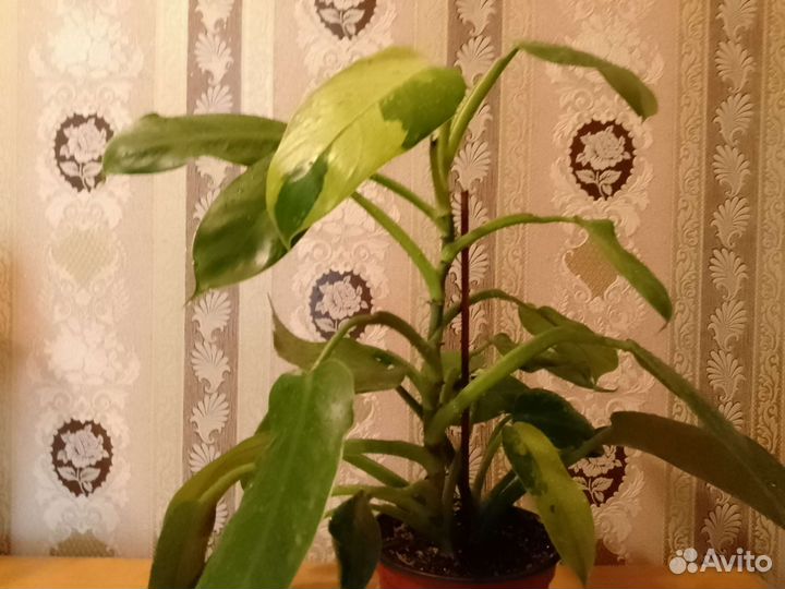 Филодендрон марбл вайт вар