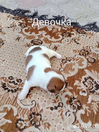 Джек Рассел терьер