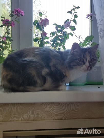 Кошка в дар бесплатно