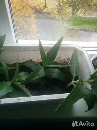 Каланхоэ лечебное