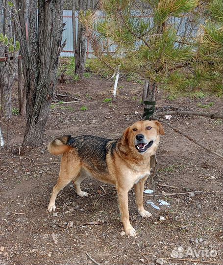 Найдена собака