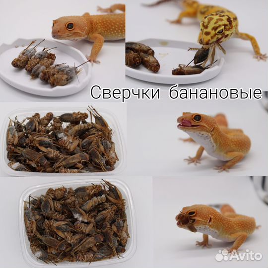 Сверчки заморозка