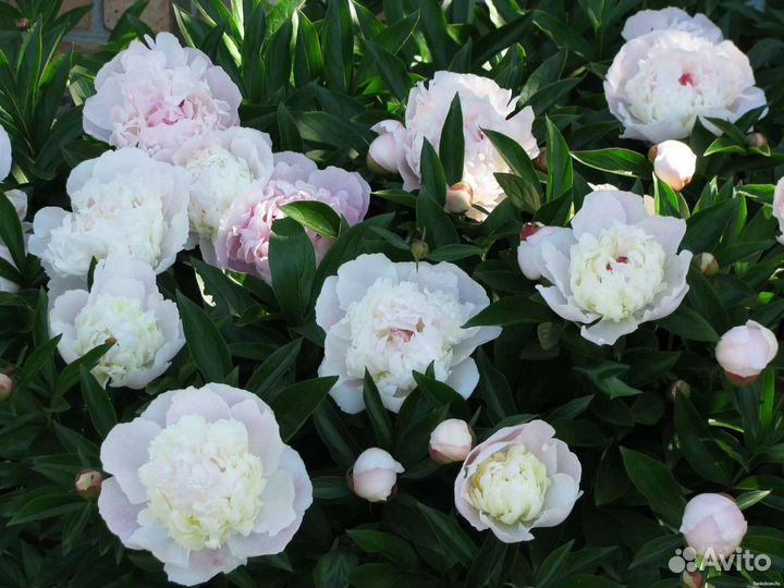 Пион Festiva Maxima