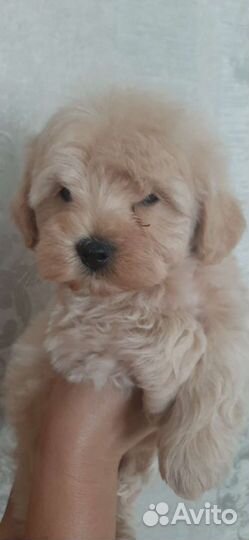 Щенки мальтипу f1