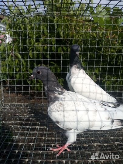 Голуби и кролики