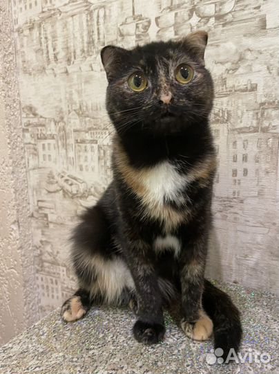 Кошка