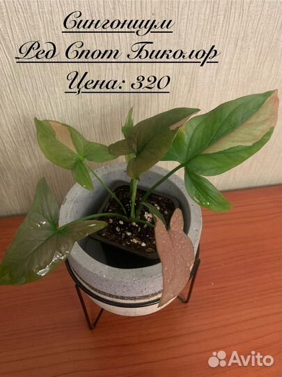 Комнатные растения 2
