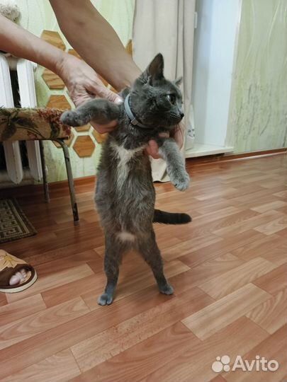 Британочка ищет маму и папу