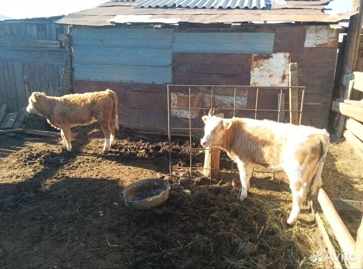 Телята, коровы, быки