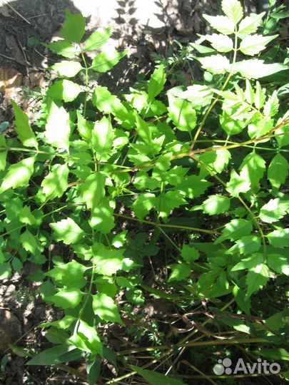 Уличные цветы