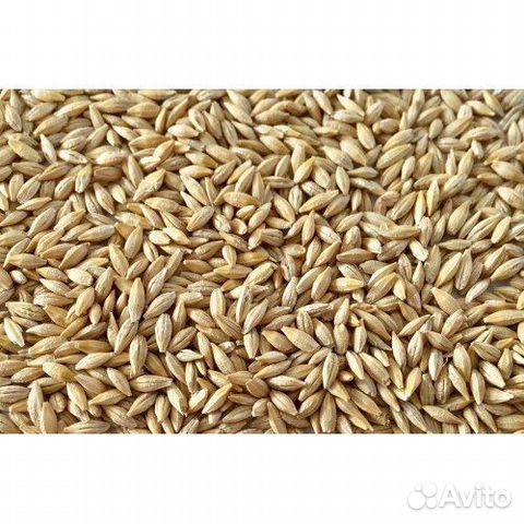 Зерно Ячмень