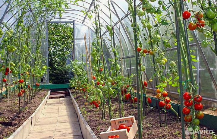 Еженедельные выплаты Сборщик томата