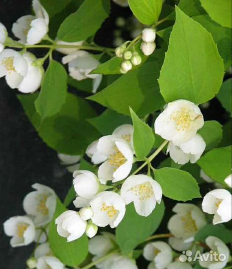 Чубушник венечный/садовый жасмин