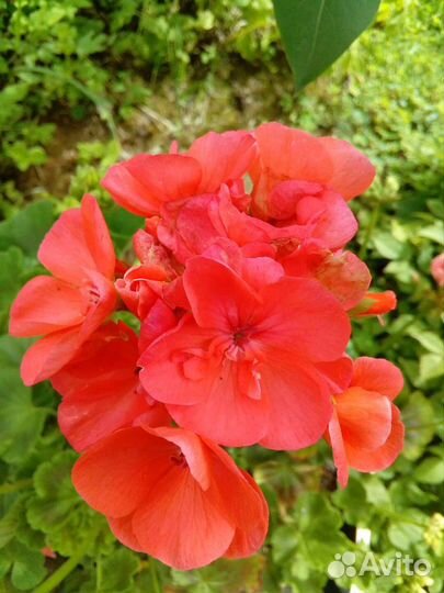 Пеларгонии зональные