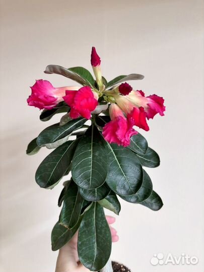 Адениум сеянец цветущий взрослый