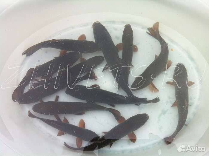 Рыба линь малек