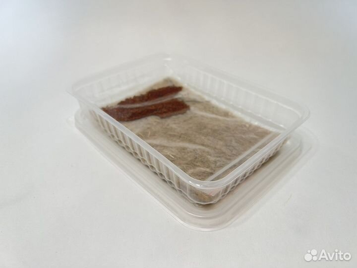 Набор для выращиваеия Микрозелень