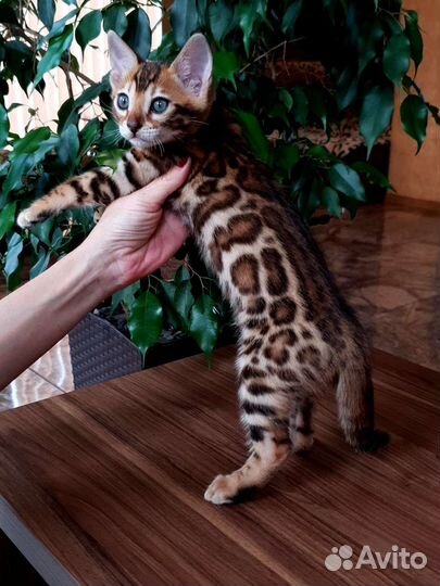 Бенгальские котята