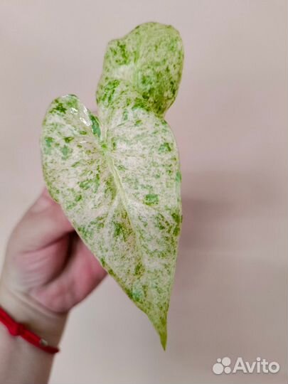 Алоказии редкие, детки 3