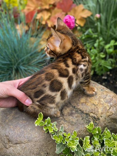 Бенгальская