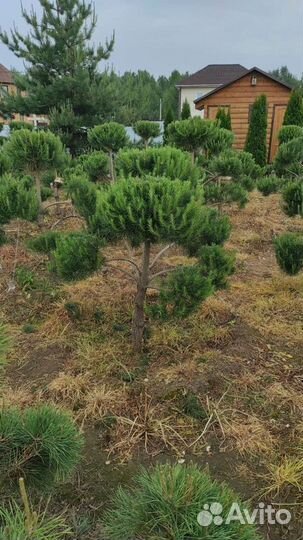 Сосна бонсай