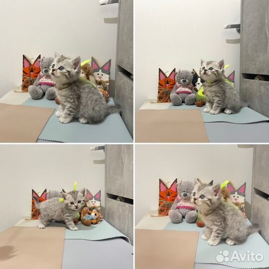 Шотландские котята