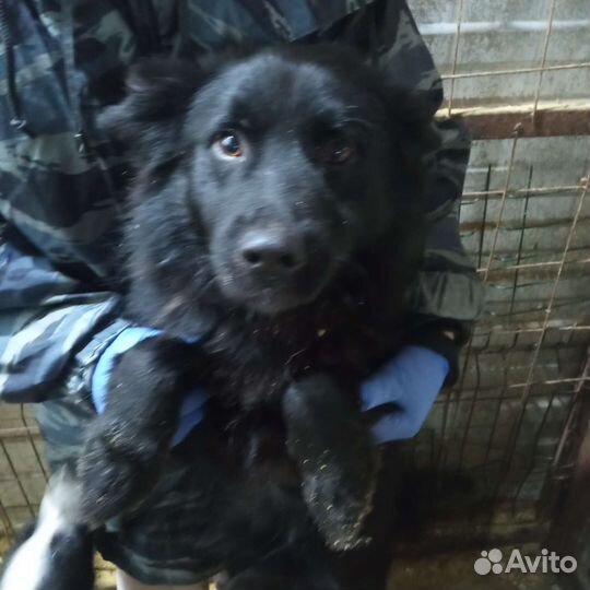 Собака в отлове