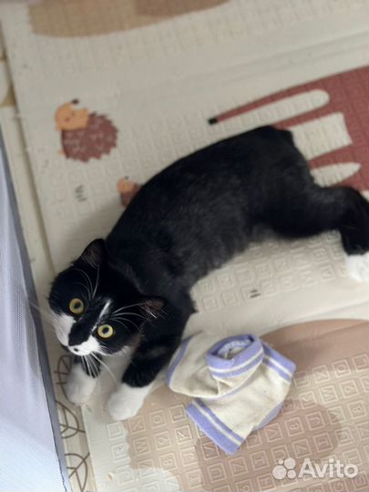 Отдам кота в добрые руки