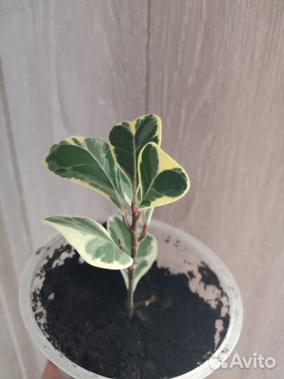 Фикус триангулярис вайт марджин