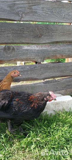 Чёрный маран