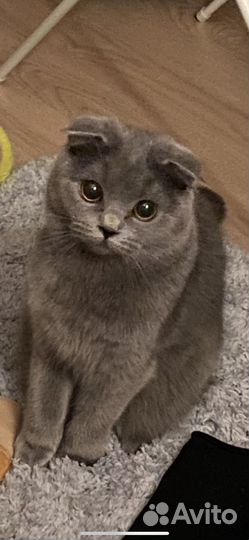 Кошки