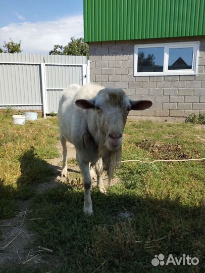 Козел зааненский