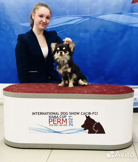 Вязка с Чемпионом, д/ш