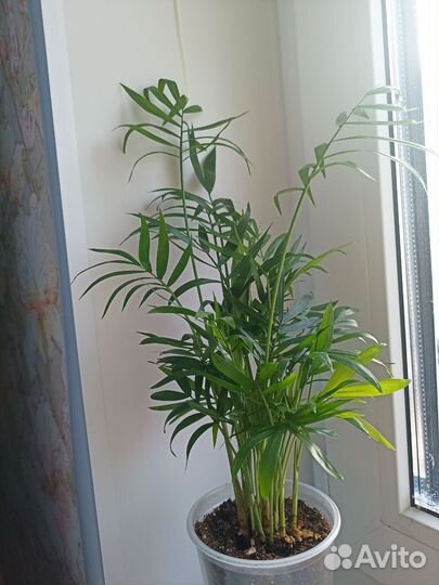 Хамедорея, юкка