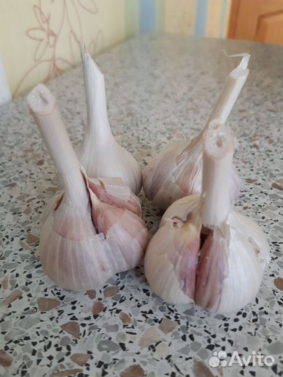 Чеснок озимой