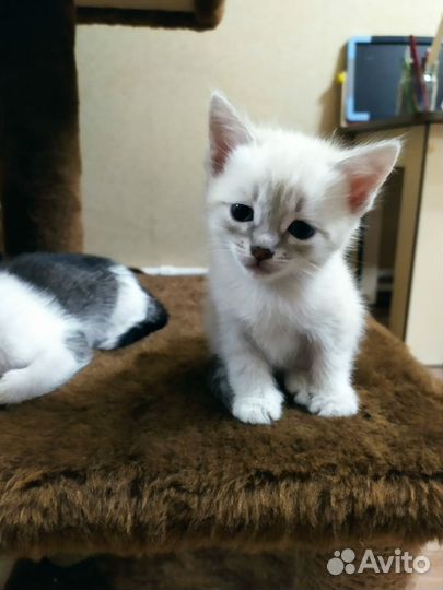 Котята