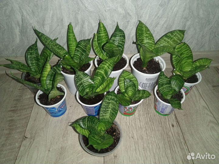 Сансевиерия