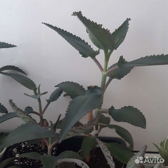 Каланхоэ