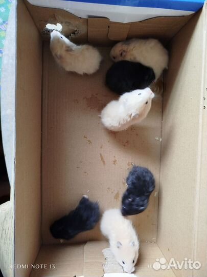 Сирийские хомячки малыши