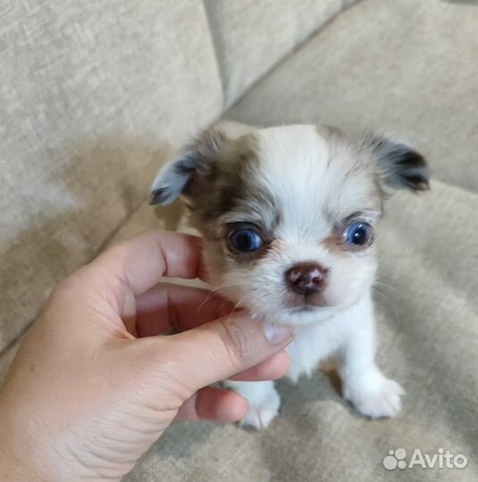 Шикарные парни