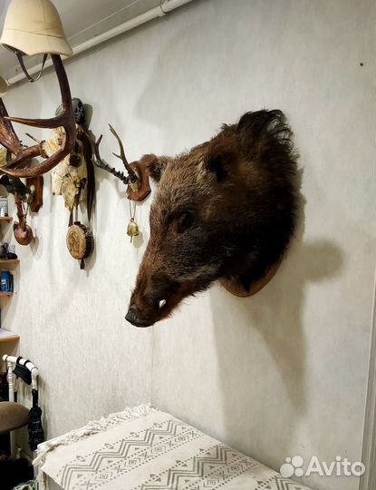 Чучело головы кабана