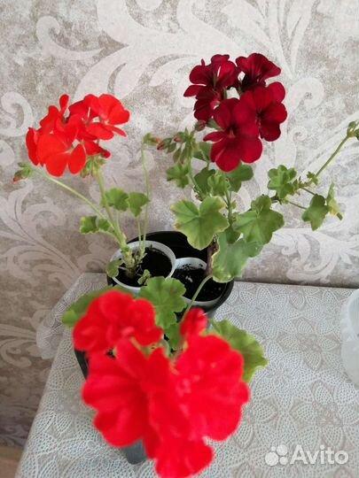 Комнатные цветы